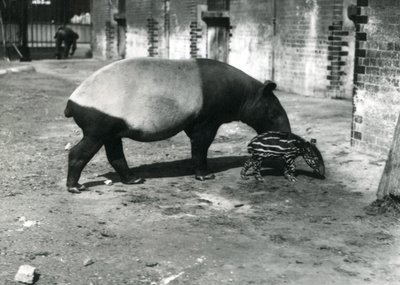 Ein malaiischer Tapir mit seinem 4 Tage alten Baby im Londoner Zoo, Juli 1921 von Frederick William Bond